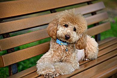 宫本茂：未来的马里奥游戏不会以手机作为主力平台